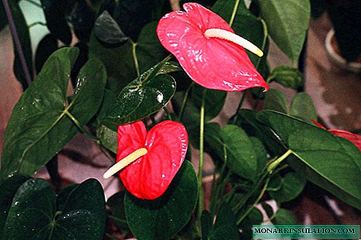 Anthurium at home and care for it