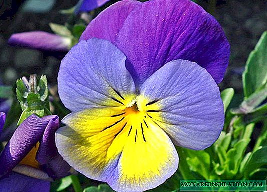 Pansies atau violets: penerangan, penanaman dan penjagaan