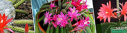 Aporocactus: types, photos, tips on care and breeding