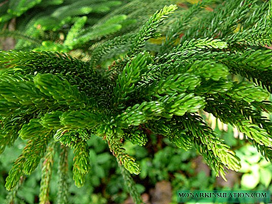 Araucaria: types and tips for care