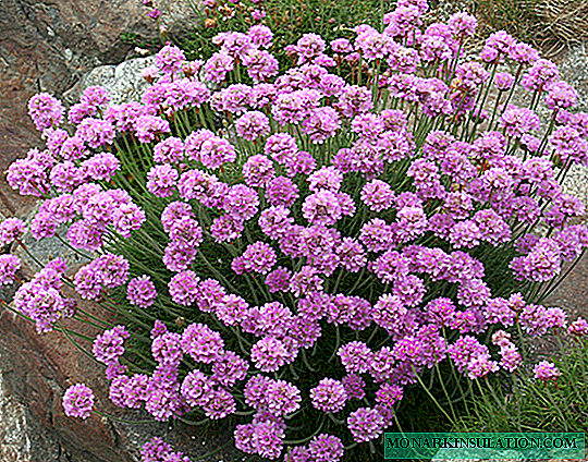 Armeria: species with photos and names, care