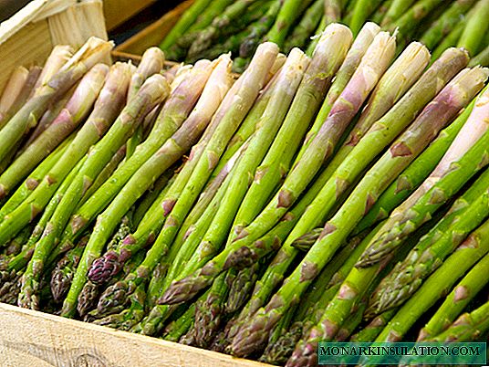 Asparagus: species, home care