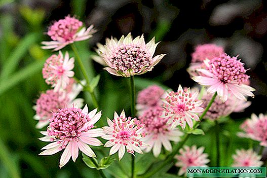 Astrantia: description, varieties, features of reproduction and care