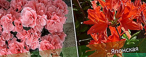 Azalea: rules for home and outdoor care