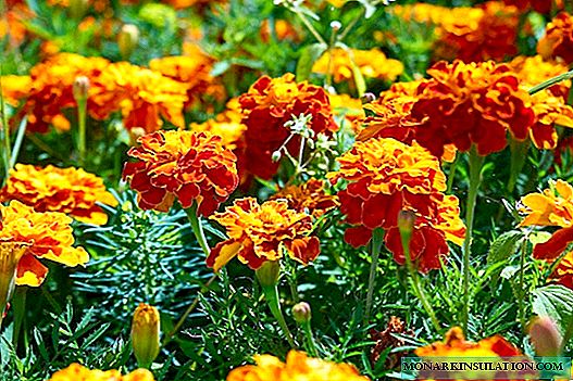 Marigolds: growing and care