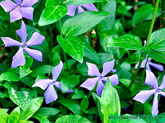 Periwinkle: planting and care in the open ground, at home
