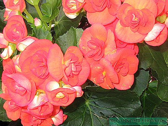 Begonia elatior: penjagaan rumah