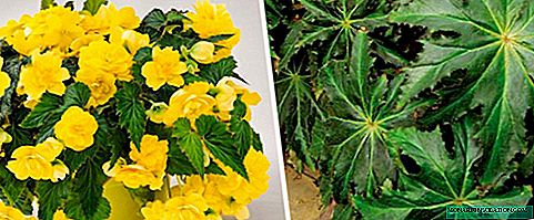 Begonia tuberosa en casa y en el jardín.