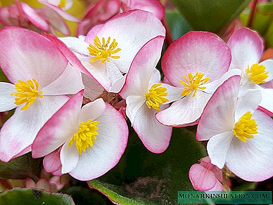 Begonia real o rex