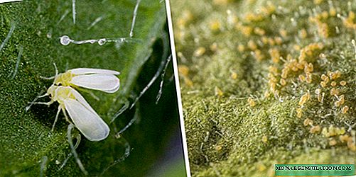 Whitefly: All About Pest