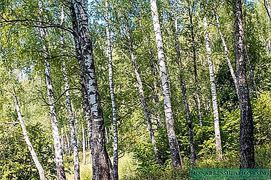 Birch: description and where it grows, planting and care