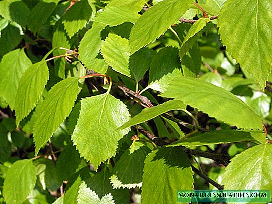 Fluffy birch: description, planting and care
