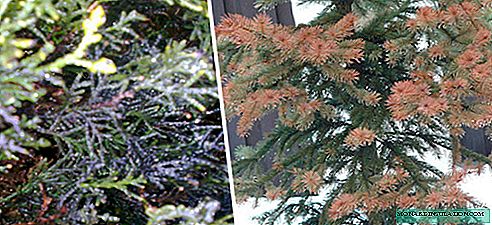 Coniferous diseases and pests: treatment and treatment