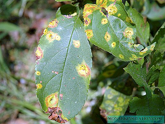 Diseases and pests of apple trees: spring, summer, autumn