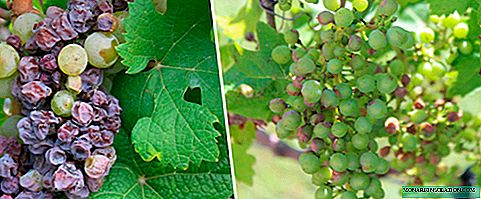 Enfermedad de la uva: signos, causas y tratamiento