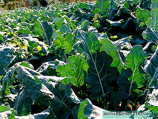 Brokoliai: auginimas ir priežiūra lauke