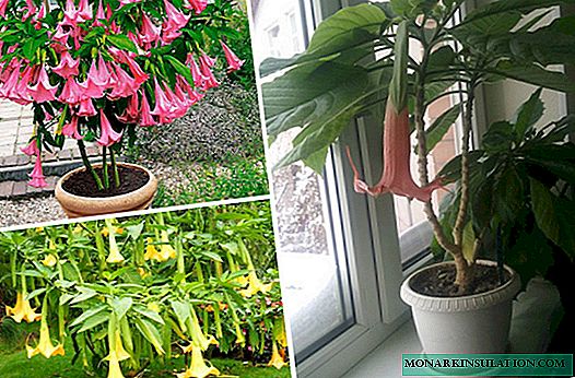 Brugmansia at home and in the garden
