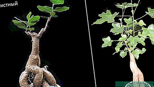 Bottle tree for bonsai or brachychiton