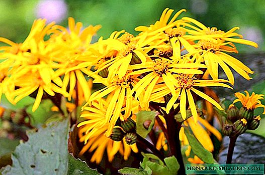 Buzulnik oder Ligularia: Pflanzen und Pflege, Foto