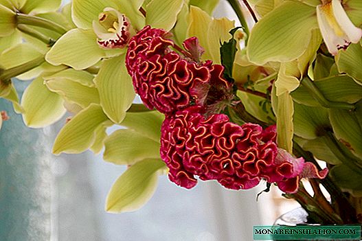 Celosia: types, variétés, plantation et soins