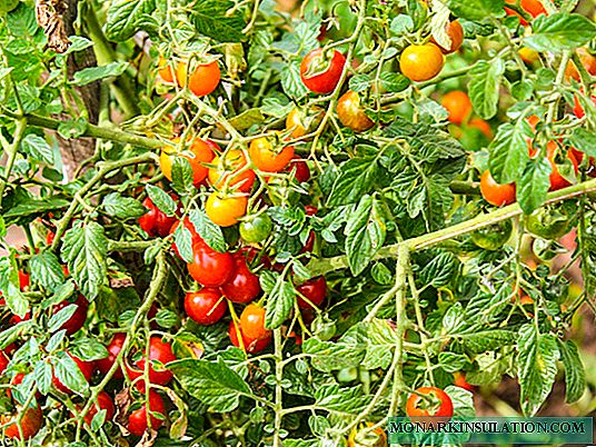 Как да храним домати: начини за увеличаване на производителността