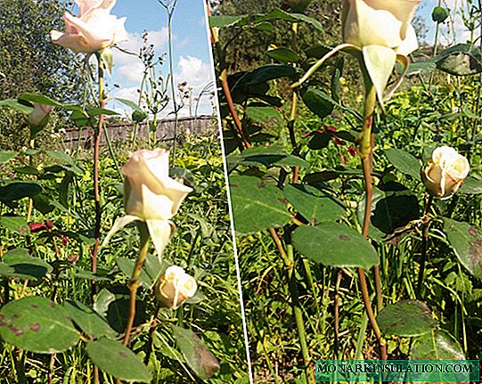 Black spotting on roses: description, measures control