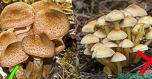 What are false mushrooms and how do they differ from edible