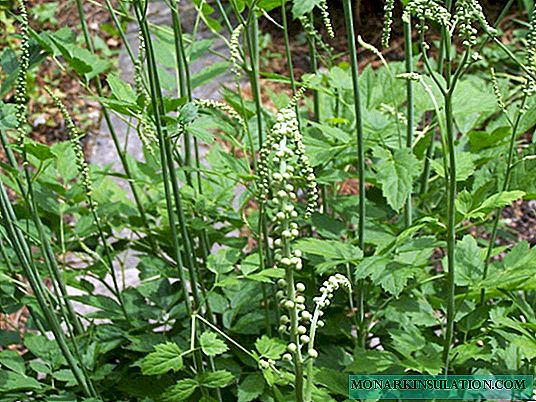 Tsimitsifuga or black cohosh: description, varieties, care and benefits for women