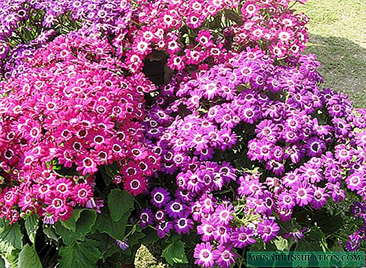 Cineraria: outdoor planting and care