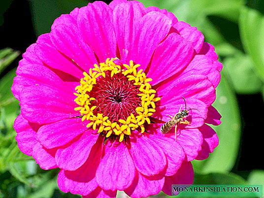 Zinia: planting and care
