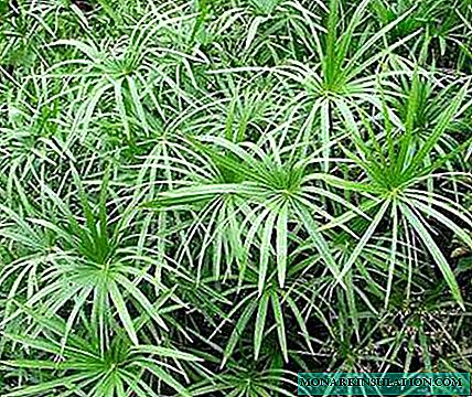 Ciperus: description, soins à domicile, variétés