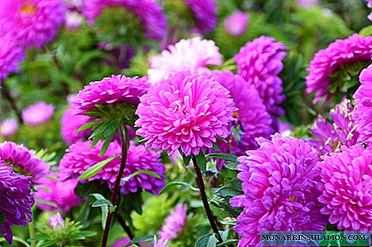 Flor áster: tipos, variedades, plantio e cuidados em campo aberto