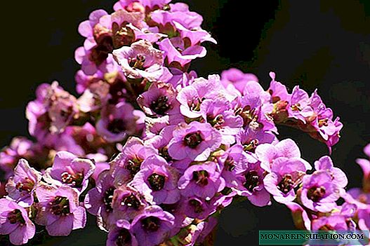 Flower Badan: descrição, plantio e cuidados