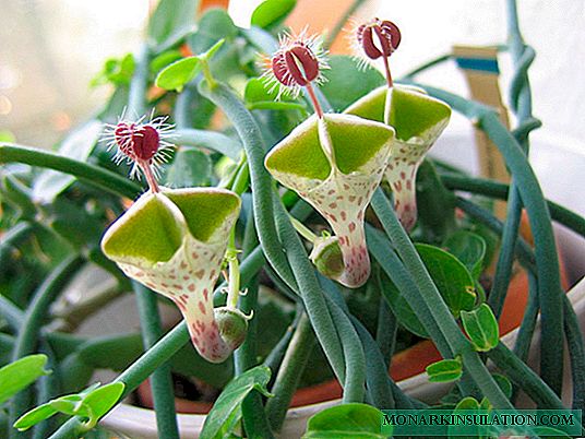 Blomst af ceropegia