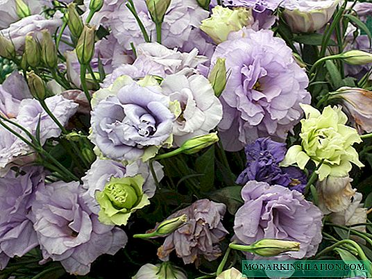 Eustoma flower: types and varieties, cultivation in the country and at home
