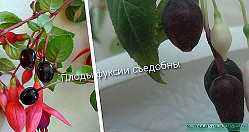 Fuchsia-bloem: beschrijving, de nuances van thuiszorg