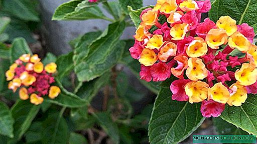 लैंटानम फूल: फोटो, विवरण, घर की देखभाल