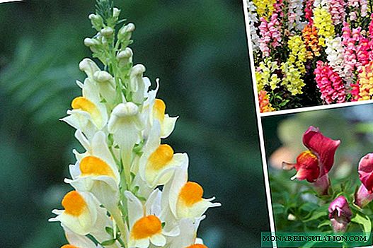 Snapdragon virág: leírás, ültetés, gondozás