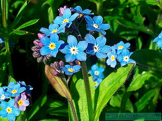 Flor do miosótis: cultivo e cuidados