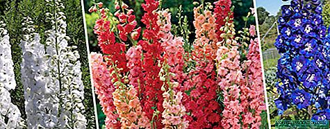 Delphinium: planting and care, seed cultivation