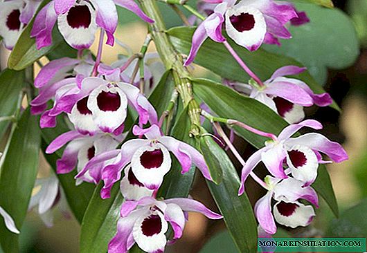 Dendrobium Nobile: hjemmepleje