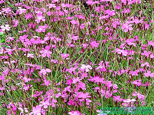 Clove Travianka or Dianthus (Diantos): care and cultivation