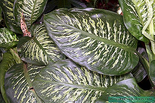 Dieffenbachia: look, features and content