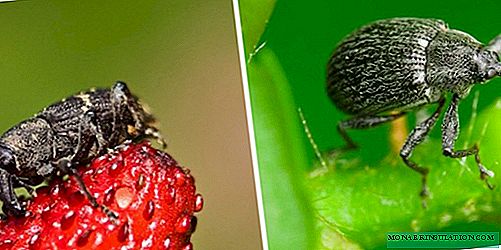 Strawberry Weevil: How to Fight