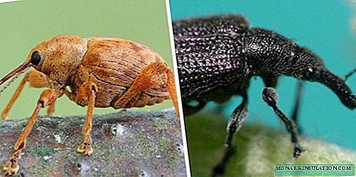 Weevil: kirjeldus, tüübid, võitlusmeetodid