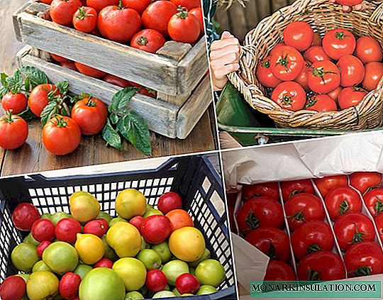 نضج الطماطم في المنزل: ما تحتاج إلى تذكره