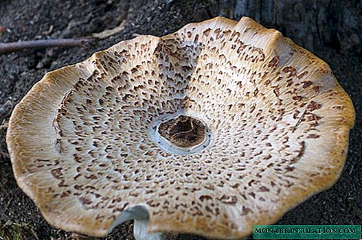 Деревні гриби: різновиди, особливості