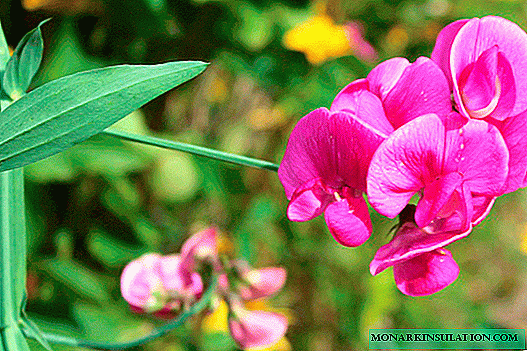 Sweet pea: description, types and varieties, planting, care