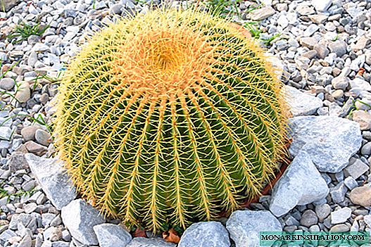 Echinocactus: ciri penanaman dan penjagaan