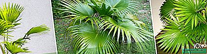 Palma exótica de Liviston: descripción, tipos, cuidados